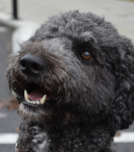 Evie, a therapy dog on EKU's campus.