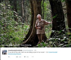 Screenshot of a Tweet from the Jane Goodall Institute that has an inspirational quote beneath a photo of Jane Goodall walking through the woods, surrounded by lush vegetation. The quote says "if we kill off the wild, then we are killing a part of our souls."